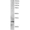 GCIP-interacting protein p29 Antibody
