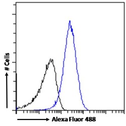 Pre-mRNA Processing Factor 31 (PRPF31) Antibody