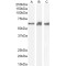 Pre-mRNA Processing Factor 31 (PRPF31) Antibody
