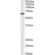 Western blot analysis of Rat Pancreas lysate (35 µg protein in RIPA buffer) using biotin-conugated Protein Disulfide Isomerase A2 (PDIA2) Antibody (0.03 µg/ml, 1 hour). Detected by chemiluminescence, using streptavidin-HRP and using NAP blocker as a substitute for skimmed milk.