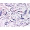 Dual Specificity Protein Phosphatase 16 (DUSP16) Antibody