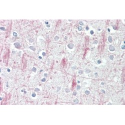 G-Protein Coupled Receptor 125 (GPR125) Antibody