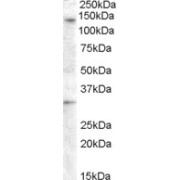 abx432134 (0.5 µg/ml) staining of Human Ovary lysate (35 µg protein in RIPA buffer). Detected by chemiluminescence.