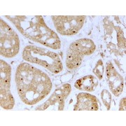 abx432136 (2 µg/ml staining of paraffin embedded Human Kidney. Steamed antigen retrieval with citrate buffer pH 6, HRP-staining.