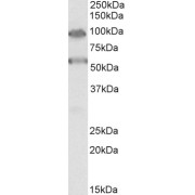 abx432140 (0.3 µg/ml) staining of HeLa lysate (35 µg protein in RIPA buffer). Primary incubation was 1 hour. Detected by chemiluminescence.