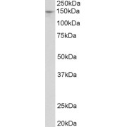 abx432142 (0.3 µg/ml) staining of Mouse Liver lysate (35 µg protein in RIPA buffer). Primary incubation was 1 hour. Detected by chemiluminescence.