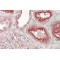 Vacuolar Protein Sorting-Associated Protein 11 Homolog (VPS11) Antibody