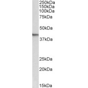 abx432150 (0.5 µg/ml) staining of NIH3T3 lysate (35 µg protein in RIPA buffer). Primary incubation was 1 hour. Detected by chemiluminescence.