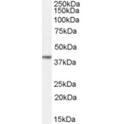 abx432151 (0.03 µg/ml) staining of Human Ovary lysate (35 µg protein in RIPA buffer). Detected by chemiluminescence.