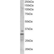 abx432158 staining (1 µg/ml) of Mouse Heart lysate (RIPA buffer, 35 µg total protein per lane). Primary incubated for 1 hour. Detected by western blot using chemiluminescence.