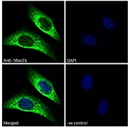 IF analysis of paraformaldehyde fixed NIH3T3 cells, using MUC5B antibody (10 µg/ml) followed by an AF488-conjugated secondary antibody (2 µg/ml), showing vesicle staining. Blue DAPI was used as a nuclear stain. Non-specific Goat IgG antibody (10 µg/ml) and AF488-conjugated secondary antibody (2 µg/ml) was used as a negative control.