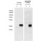 Coiled-Coil Domain Containing 3 (CCDC3) Antibody