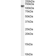 abx432181 (0.5 µg/ml) staining of Rat Brain lysate (35 µg protein in RIPA buffer). Primary incubation was 1 hour. Detected by chemiluminescence.