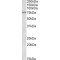 CREB-Regulated Transcription Coactivator 2 (CRTC2) Antibody