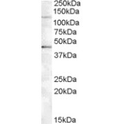 abx432186 (0.5 µg/ml) staining of Jurkat lysate (35 µg protein in RIPA buffer). Primary incubation was 1 hour. Detected by chemiluminescence.