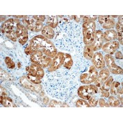 abx432187 (4 µg/ml staining of paraffin embedded Human Kidney. Steamed antigen retrieval with Tris/EDTA buffer pH 9, HRP-staining.