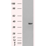 HEK293 overexpressing SNX16 and probed with abx432188 (mock transfection in first lane).