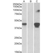 HEK293 lysate (10 µg protein in RIPA buffer) overexpressing Human SLAMF8 with C-terminal MYC tag probed with abx432189 (1 µg/ml) in Lane A and probed with anti-MYC Tag (1/1000) in lane C. Mock-transfected HEK293 probed with abx432189 (1 µg/ml) in Lane B. Primary incubations were for 1 hour. Detected by chemiluminescence.
