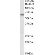 abx432197 (0.2 µg/ml) staining of Human Testis lysate (35 µg protein in RIPA buffer). Primary incubation was 1 hour. Detected by chemiluminescence.