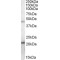 Endoplasmic Reticulum Resident Protein 44 (ERP44) Antibody