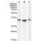 Actin Related Protein 2/3 Complex Subunit 2 (ARPC2) Antibody
