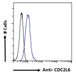 Cell Division Cycle 2-Like Protein Kinase 6 (CDC2L6) Antibody
