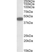 abx432222 (1 µg/ml) staining of HEK293 lysate (35 µg protein in RIPA buffer). Primary incubation was 1 hour. Detected by chemiluminescence.