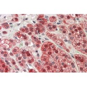 abx432226 (3.8 µg/ml staining of paraffin embedded Human Adrenal Gland. Steamed antigen retrieval with citrate buffer pH 6, AP-staining.