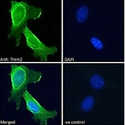 Immunofluorescence analysis of paraformaldehyde fixed 3T3-L1 cells permeabilized with 0.15% Triton using Triggering Receptor Expressed On Myeloid Cells 2 (Trem2) Antibody (1 hour, 10 µg/ml) followed by AF488 secondary antibody (2 µg/ml), and DAPI (blue) nuclear stain. Negative control: Unimmunized goat IgG (10 µg/ml) followed by AF488 secondary antibody (2 µg/ml).