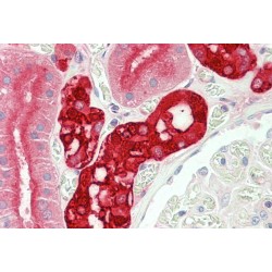 Calbindin D28 Antibody