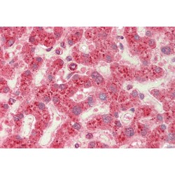 Carnitine O-Octanoyltransferase (Crot) Antibody