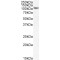 NAD-Dependent Protein Deacetylase Sirtuin-1 (SIRT1) Antibody