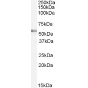 abx432241 (0.3 µg/ml) staining of Mouse Brain lysate (35 µg protein in RIPA buffer). Detected by chemiluminescence.