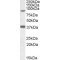 Longevity Assurance Gene 1 Protein Homolog 1 (LASS1) Antibody