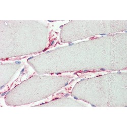 Peptidase Inhibitor 15 (PI15) Antibody