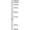 Peptidase Inhibitor 15 (PI15) Antibody