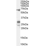 abx432248 (0.1 µg/ml) staining of Rat Testis lysate (35 µg protein in RIPA buffer). Primary incubation was 1 hour. Detected by chemiluminescence.