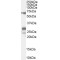 Sal-Like Protein 4 (SALL4) Antibody