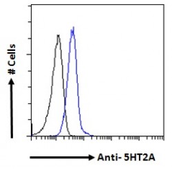 5HT2A Receptor Antibody