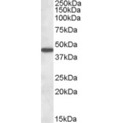 abx432251 (1 µg/ml) staining of Human Liver lysate (35 µg protein in RIPA buffer). Primary incubation was 1 hour. Detected by chemiluminescence.