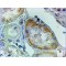 Aminoadipate Aminotransferase (AADAT) Antibody