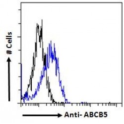 ATP-Binding Cassette Subfamily B Member 5 (ABCB5) Antibody