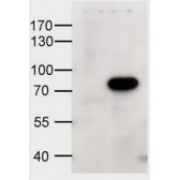 HEK293 overexpressing human ABCD1 and probed with abx432265 at 1 µg/ml (mock transfection in first lane).