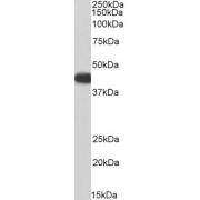 Western blot analysis of Human Heart lysate (35 µg protein in RIPA buffer) using biotin-conjugated Acyl-CoA Dehydrogenase, C-4 To C-12 Straight Chain (ACADM) Antibody (3 µg/ml, 1 hour). Detected by chemiluminescence, using streptavidin-HRP and using NAP blocker as a substitute for skimmed milk.