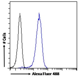 Acetylcholinesterase (AChE) Antibody