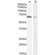 abx432271