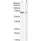 Acetylcholinesterase (AChE) Antibody