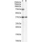 Acyl-CoA Oxidase 2 (ACOX2) Antibody