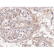 abx432275 (4 µg/ml) staining of paraffin embedded Human Testis. Microwaved antigen retrieval with citrate buffer pH 6, HRP-staining.