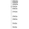 Acyl-CoA Synthetase Long-Chain Family Member 5 (ACSL5) Antibody